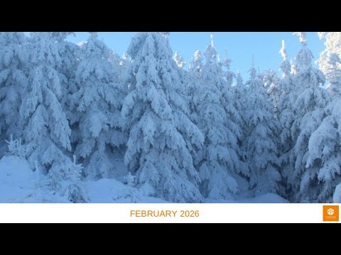Tungsten Update February 2026