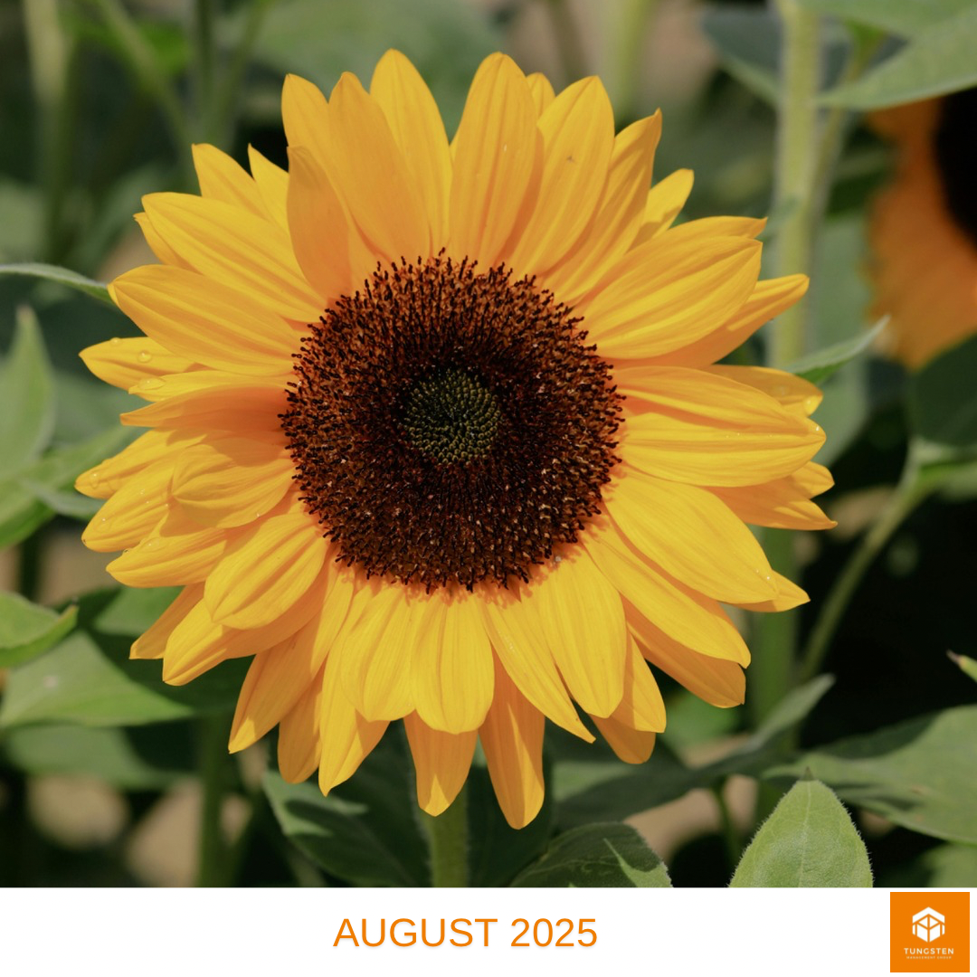 Tungsten Update August 2025