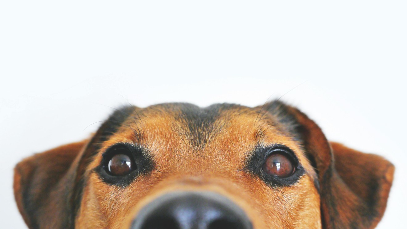 The Renter’s Rights Bill & Pets: What’s Changing