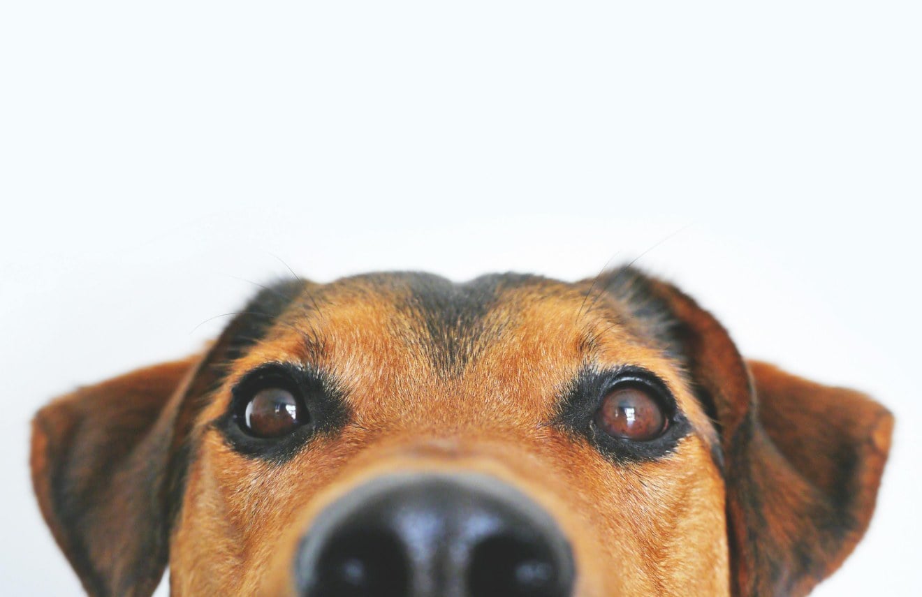 The Renter&rsquo;s Rights Bill & Pets: What&rsquo;s Changing