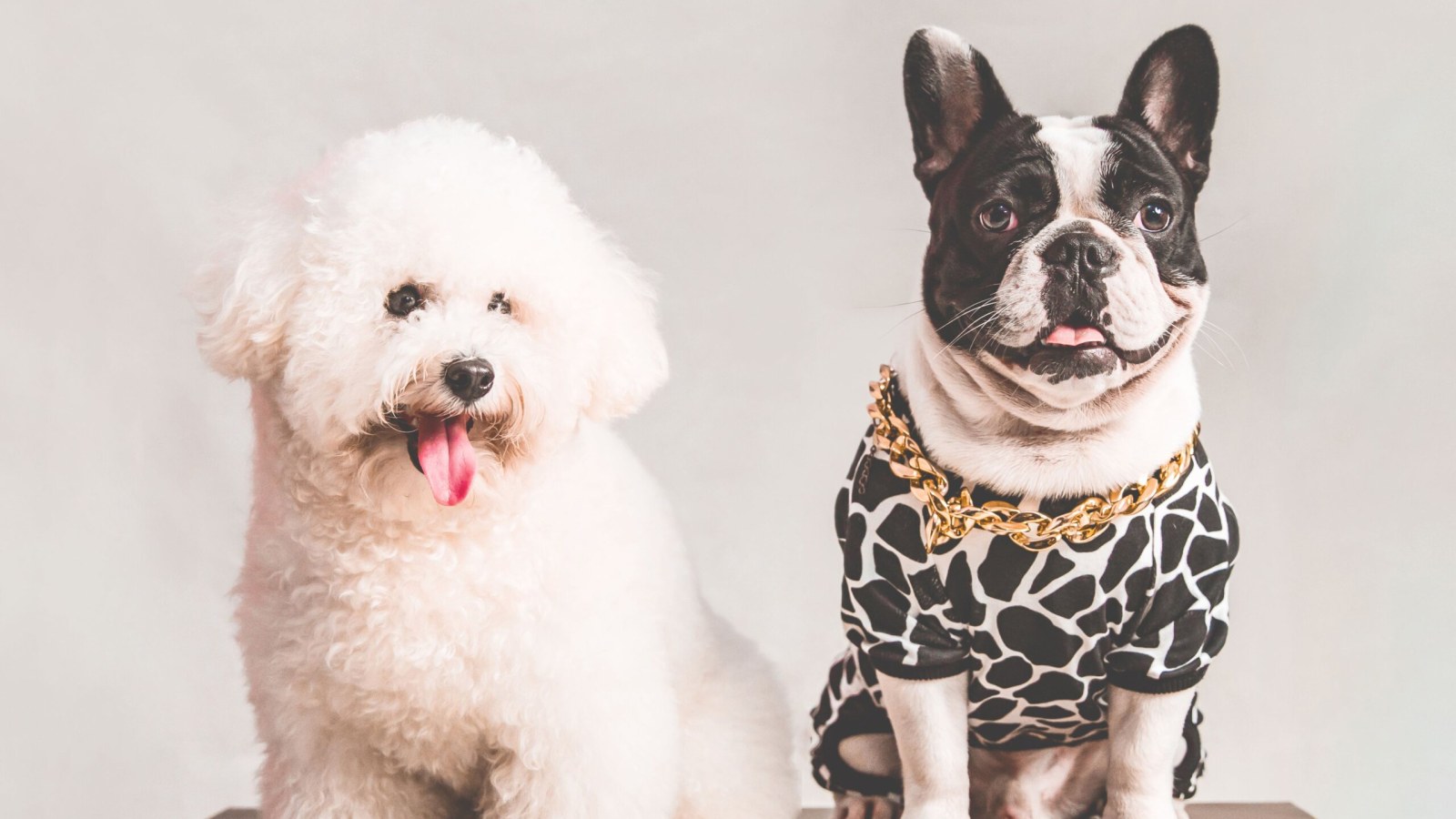 Letting to Pets: Should Landlords Allow Pets in Their Rental Properties?