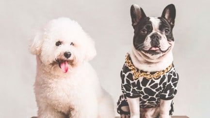 Letting to Pets: Should Landlords Allow Pets in Their Rental Properties?