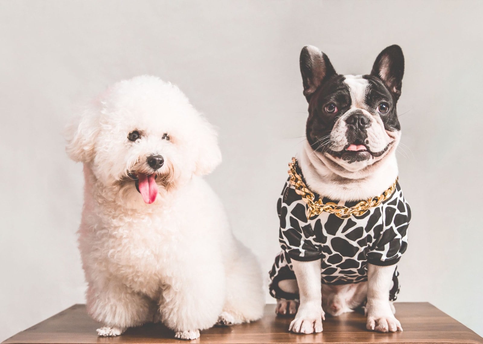 Letting to Pets: Should Landlords Allow Pets in Their Rental Properties?