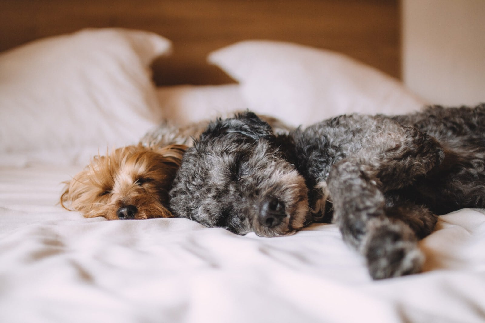 Restful sleep is the key to success and health